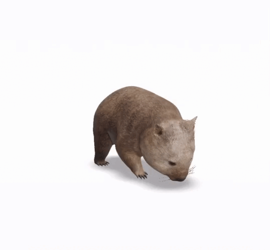 anim-ALT-otem  = Wombat